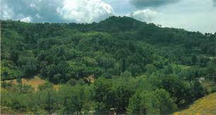 COMUNICATO: La Regione, in data 20 Maggio e con delibera della Giunta N. 863/2024, ha istituito l’area di riequilibrio ecologico del Bosco di Albereto.